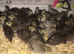 QUAILS/CHINESE PAINTED BUTTONS !