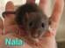 LARGE CAGE AND 4 FEMALE YOUNG RATS