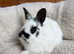 Netherland x lionhead rabbits