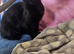 BRIGHT BLUE EYES..SPHYNX X persian cat READY NOW!