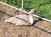 5 Female Runner Ducks.