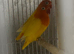 Breading Cage