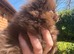 MICRO TINY solid chocolate teddy bear pom boy