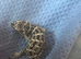 Bynoe geckosx2 male viper geckox1