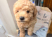 Maltipoo Red Girl