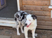 Border collie- Blue Merle
