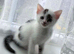 6 playful kittens ..ready 10th june