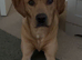 Amazing and lovable Labrador boy