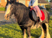 For sale Zafir 14hands  mare