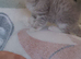 Exotic shorthair x kittens