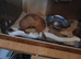 Snake for rehoming