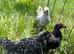 Lavender pekin, cou cou Pekin & black speckled pekin