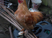 Bantam/Serama Cockerel. Free