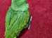 Stunning hand reared baby yellow naped amazon