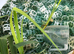 Pond and aquarium plants