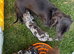 Miniature dachshund puppies 3 left.