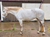 STUNNING Connie X ISH Mare