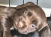 KC Registered health tested Working cocker spaniel pups