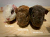 Beautiful Baby teddy Guinea pigs