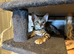 Beautiful Bengal Babies Ready Now
