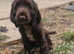Puppies for sale