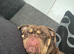 Olde English Bulldogge&rsquo;s