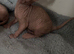 *REDUCED* Stunning pink Sphynx boy available