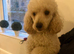 Male toy poodle white 3 years old