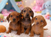 Beautiful miniature dachshund puppies READY NOW