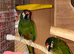 Proven pair illigers mini macaw