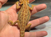 ABSOLUTELY STUNNING BEARDED DRAGONS READY NOW!