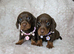 Gorgeous smooth mini dachshunds