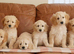 Beautiful Health Tested F1 Goldendoodle Puppies