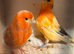 Red factor canaries