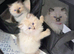 Ragdoll Kittens