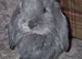 Friendly French Lops
