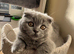 British and Scottish Fold kittens