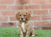 Beautiful Cockerlierpoo puppies for sale
