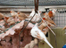 Triple orange zebras deliver available