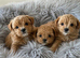 Unique Teacup Asian Maltipoo Puppies , DNA tested parents