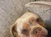 Olde English bulldog