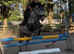 Beautiful all rounder Mare for sale