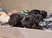 Black Great Dane puppies