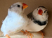 Pied Zebra Finches