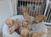 Beautiful KC registered Golden Retriever puppies