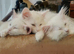 White British longhair kittens 13 weeks old