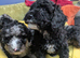Miniature Poodle Puppies (Blue Merl & Black)