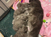 TICA REG Maine Coon XXL Kittens