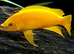 Tanganyika Chiclids For Sale