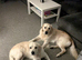 Golden retriever puppies